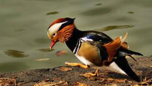 Beautiful Mandarin Duck Wallpaper