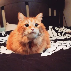 Beautiful Manx Cat Posing For The Camera Wallpaper