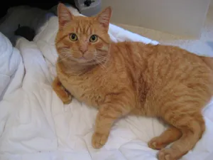 Beautiful Manx Cat Relaxed Posing Wallpaper