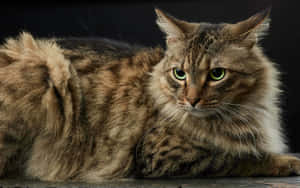 Beautiful Manx Cat Sitting Comfortably In A Cozy Room Wallpaper