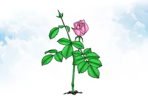 Beautiful Miniature Roses In Full Bloom Wallpaper