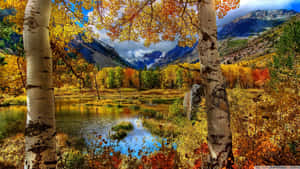 Beautiful Moments In Nature: A Peaceful Look Of A Calm Autumn Day Wallpaper