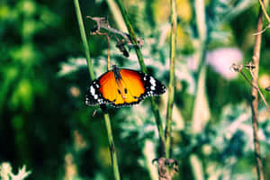 Beautiful Monarch Butterfly In Flight