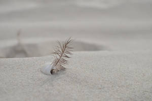 Beautiful Nature Feather And Shell Wallpaper