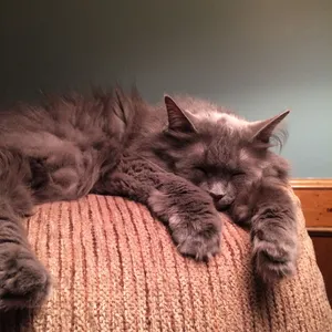 Beautiful Nebelung Cat Lying On The Floor Wallpaper