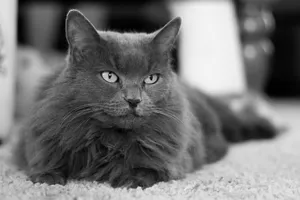 Beautiful Nebelung Cat Relaxing At Home Wallpaper
