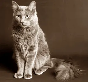 Beautiful Nebelung Cat Relaxing On A Cushion Wallpaper