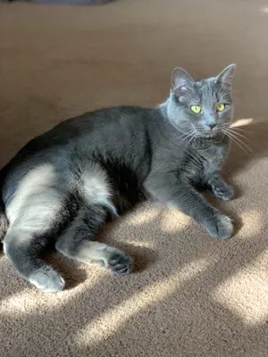 Beautiful Nebelung Cat Relaxing On A Sofa Wallpaper