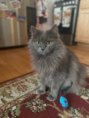 Beautiful Nebelung Cat With Stunning Green Eyes Wallpaper