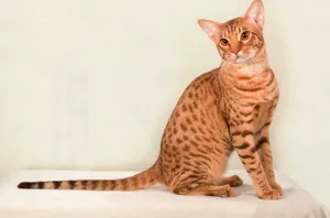 Beautiful Ocicat Basking In Golden Light Wallpaper