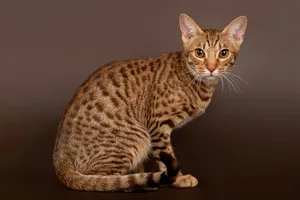 Beautiful Ocicat Lounging On The Floor Wallpaper