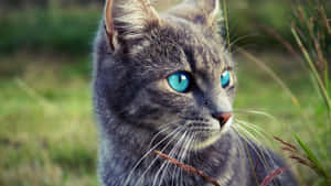 Beautiful Ojos Azules Cat With Blue Eyes Gazing Intently Wallpaper