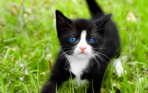 Beautiful Ojos Azules Cat With Captivating Blue Eyes Wallpaper