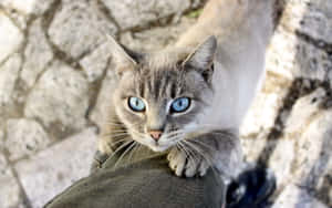 Beautiful Ojos Azules Cat With Stunning Blue Eyes Wallpaper