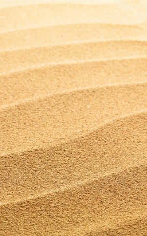 Beautiful Orange Fall Leaves Illuminated By The Sun Wallpaper