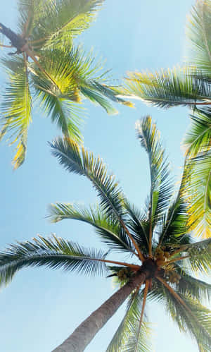 Beautiful Palm Tree In The Tropical Wilderness Wallpaper