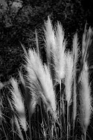 Beautiful Pampas Grass On A Sunny Day In The Countryside. Wallpaper