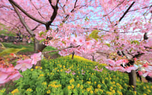 Beautiful Pink Cherry Blossom Tree Illuminated At Night Wallpaper