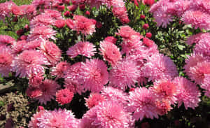 Beautiful Pink Chrysanthemums Blooming In The Garden Wallpaper