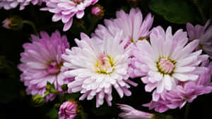 Beautiful Pink Chrysanthemums Blooming In The Garden Wallpaper