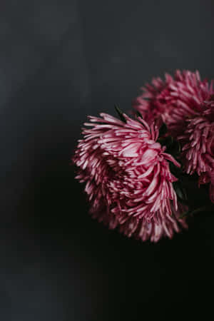 Beautiful Pink Chrysanthemums In Bloom Wallpaper