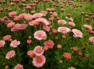 Beautiful Pink Chrysanthemums In Bloom Wallpaper