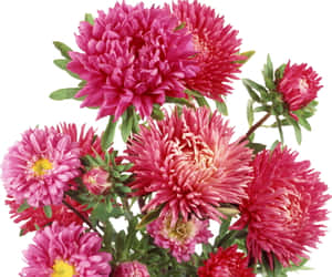 Beautiful Pink Chrysanthemums In Full Bloom Wallpaper