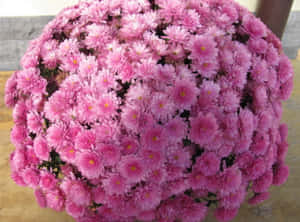 Beautiful Pink Chrysanthemums In Full Bloom Wallpaper