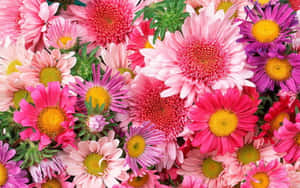 Beautiful Pink Chrysanthemums In Full Bloom Wallpaper