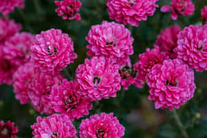 Beautiful Pink Chrysanthemums In Full Bloom Wallpaper