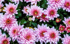 Beautiful Pink Chrysanthemums In Full Bloom Wallpaper