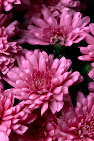 Beautiful Pink Chrysanthemums In Full Bloom Wallpaper