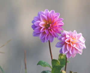 Beautiful Pink Chrysanthemums In Full Bloom Wallpaper