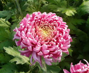 Beautiful Pink Chrysanthemums In Full Bloom Wallpaper