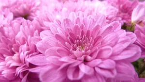 Beautiful Pink Chrysanthemums In Full Bloom Wallpaper