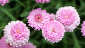 Beautiful Pink Chrysanthemums In Full Bloom Wallpaper