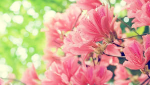 Beautiful Pink Real Floral Wallpaper