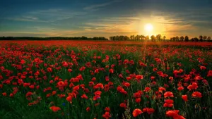 Beautiful Poppy Field At Sunset Wallpaper