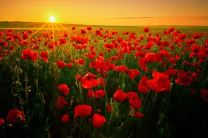 Beautiful Poppy Field At Sunset Wallpaper
