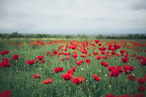 Beautiful Poppy Field In Full Bloom Wallpaper