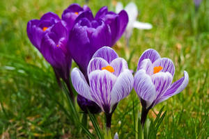 Beautiful Purple Crocus Flowers Wallpaper