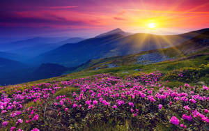 Beautiful Purple Flower Desktop Wallpaper