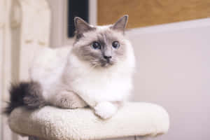 Beautiful Ragdoll Cat Relaxing On A Wooden Floor Wallpaper