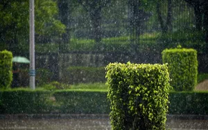 Beautiful Rain On The Bushes Wallpaper