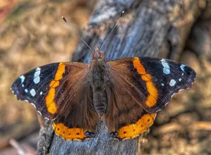 Beautiful Red Admiral Butterfly Resting On A Flower Wallpaper