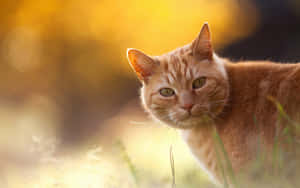 Beautiful Red Cat Posing Elegantly Wallpaper