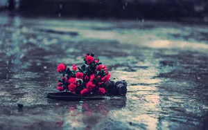 Beautiful Red Rose Blossoming In Rain Wallpaper