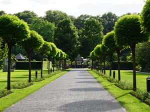 Beautiful River Scenery Surrounded By Pine Trees Wallpaper