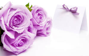 Beautiful Rose Flowers Light Purple Wallpaper