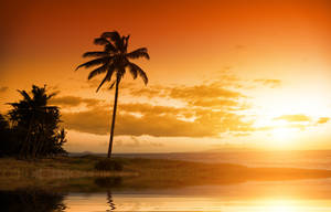 Beautiful Scenery Coconut Tree Wallpaper